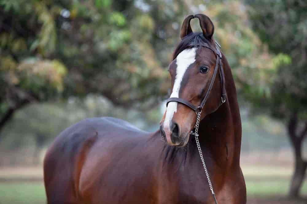 Something Powerful like a Horse